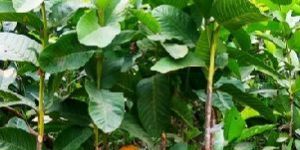 GRAFTED GUAVA PLANT L49