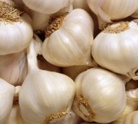 Fresh Garlic