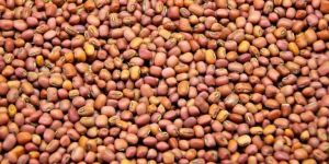 Cowpea Seeds