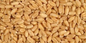 Wheat Seeds