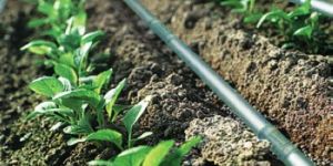 Drip Irrigation System