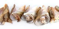 Shell Beads