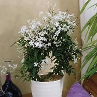 Jasmine Plant