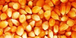Maize Seeds