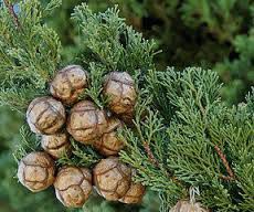 Cypress Oil