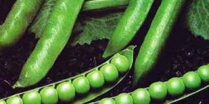 Green Peas