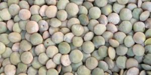 Lentil Seed