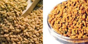 Fenugreek