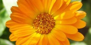 Calendula Oil