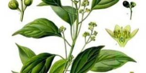 Camphor Oil