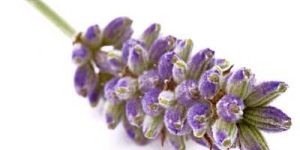 Lavender Oil