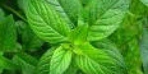 Peppermint Oil (Piperita)