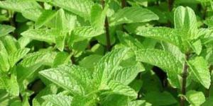 Spearmint Oil