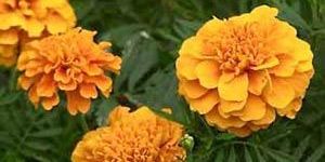 Tagetes Oil
