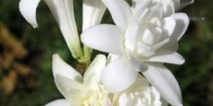 Tuberose Oil