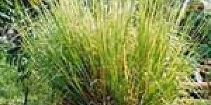 Vetiver Oil(South India)