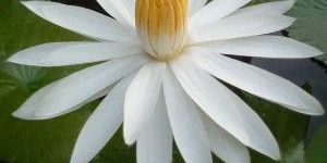 White Lotus Absolute