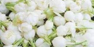 White Musk Attar