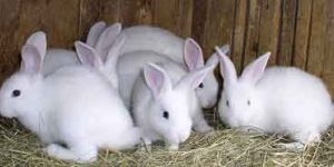 Rabbits
