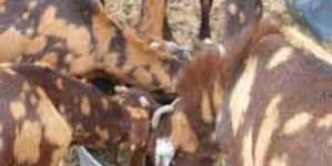 Brown Sirohi Goat