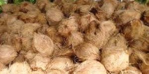 Semi Husked Coconut