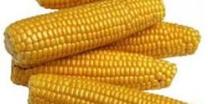 Yellow Corn