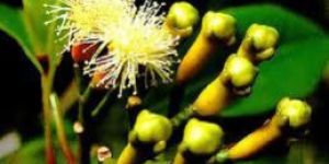 Clove Oil