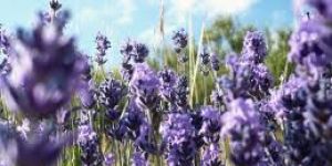 Lavender Floral Water