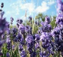 Lavender Oil