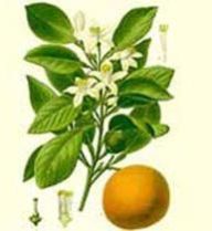 Neroli Oil