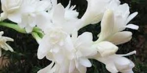 Tuberose Absolute Oil