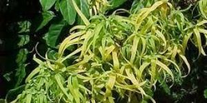 Ylang Ylang Essential Oil