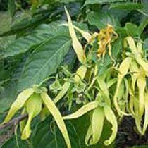 Ylang Ylang Oil