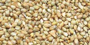 Millet Seeds