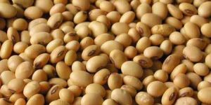 Soya Bean Seeds