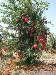 Pomegranate Plants
