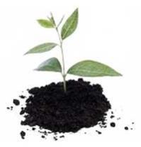 Coir Pith Organic Manure