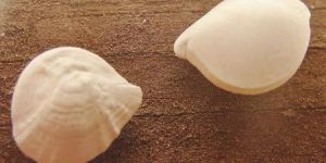 CATFISH PEARL OR OTOLITHS