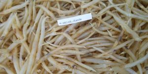 Dried Air Vam