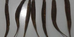 Dried Sea Dragon