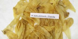 Dried Fish Popa Female Maws