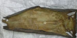 STINGRAY FISH SKIN