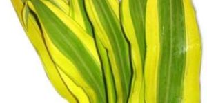 Foliages