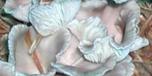 Fresh Oyster Mushroom