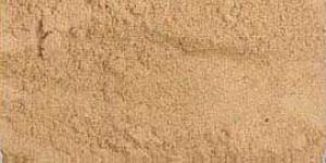 Oyster Mushroom Powder