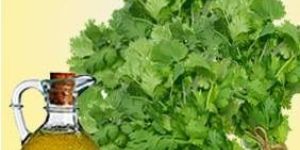 Coriander Oil