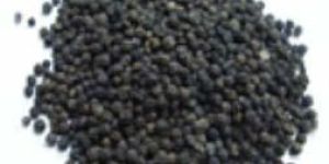 Black Pepper Seeds
