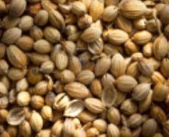 Coriander Seeds