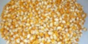 Yellow Maize Seeds