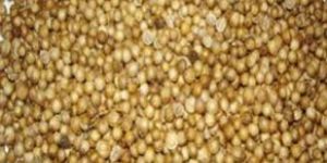 Coriander Seeds